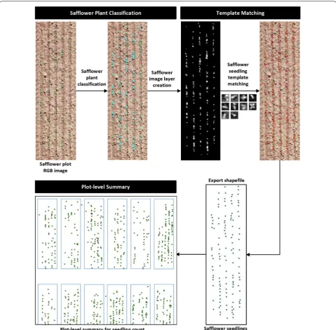 Fig. 3 Graphical overview of the image analysis pipeline for safflower seedling count estimation