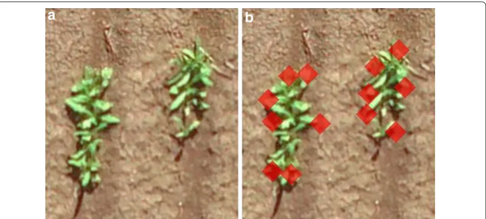 Fig. 6 Safflower seedling detection over areas with high plant overlap. Magnified views (× 1.5) of an area with safflower seedling clusters before (a) and after (b) safflower seedling detection
