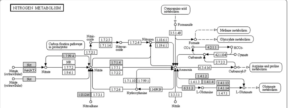 Figure 3 Enzymes involved in the nitrogen metabolic signaling pathway from KEGG annotation