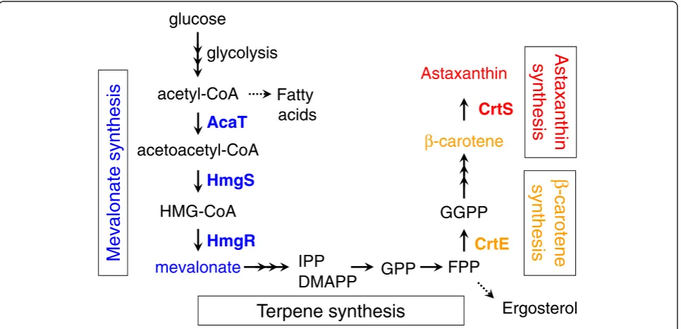Figure 1 Metabolic pathway from glucose to astaxanthin ingeranyl diphosphate; FPP, farnesyl-diphosphate; GGPP, geranylgeranyl-diphosphate; AcaT, acetoacetyl-CoA thiolase; HmgS, HMG-CoA synthase;HmgR, HMG-CoA reductase; CrtE, geranylgeranyl-diphosphate synt