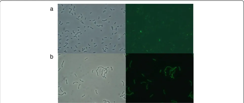 Figure 2 Fluorescence at 1, 3 and 5 h post-induction of soluble rVP1GFP (white bars) and insoluble rVP1GFP (grey bars) produced in L.lactis NZ9000 at 30°C.