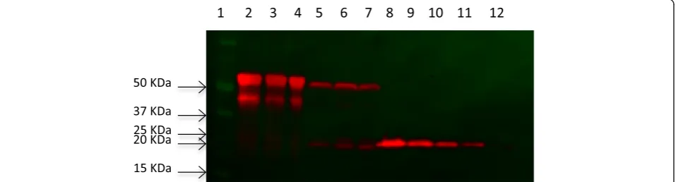 Figure 3 Yield of soluble (white bars) and IB rVP1GFP (grey bars) produced in L. lactis NZ9000 at 30°C.
