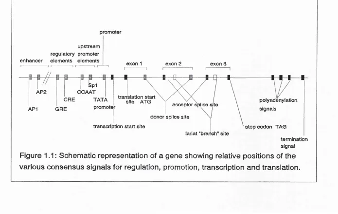 Figure 1.1 : Schematic representation of a gene showing relative positions of the 