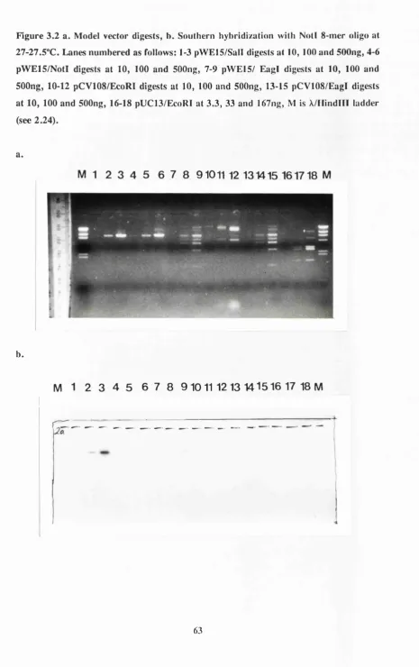 Figure 3.2 a. Model vector digests, b. Southern hybridization with Notl 8 -mer oligo at 