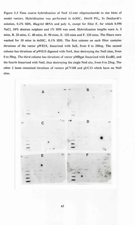 Figure 3.3 Time course hybridization of Notl 12-mer oligonucleotide to slot blots of 