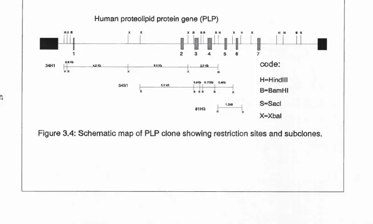 Figure 3,4: Schematic map of PLP clone showing restriction sites and subclones.