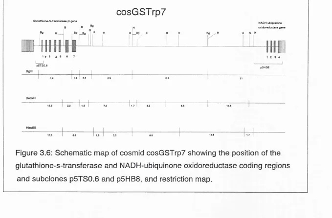 Figure 3.6: Schematic map of cosmid cosGSTrp? showing the position of the 