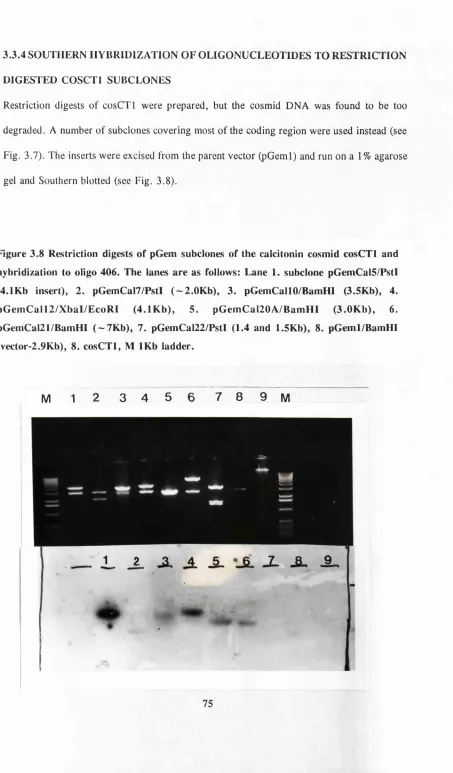 Fig. 3.7). The inserts were excised from the parent vector (pGeml) and run on a 1% agarose 