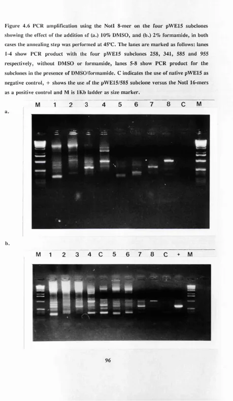 Figure 4.6 PCR amplincation using the Notl 