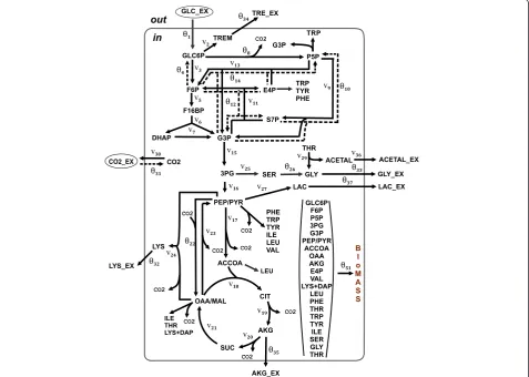 Figure 2 Assumed metabolic model of an L-lysine-producing Corynebacterium glutamicum strain grown on glucose