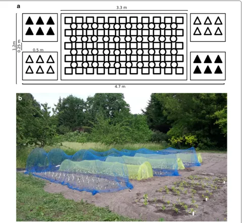 Fig. 1 Plot set-up for common garden experiment. a Detailed experimental design. Every plot consisted of five patches: two with six scented qIL plants (black triangles) and two with six unscented qIL plants (white triangles)