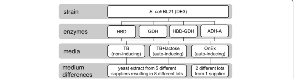 Figure 1 Overview of conducted experiments.1-dehydrogense (auto-inducing TB+lactose medium were prepared with yeast extracts from five different suppliers and, in total, eight different lots which are listed in Cultivations were performed with four E