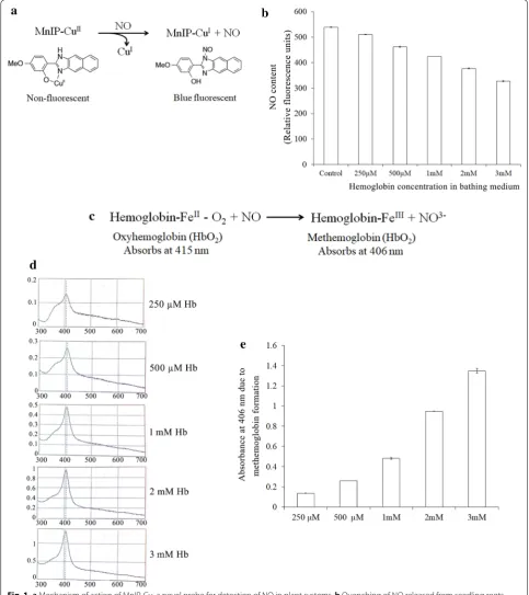 Fig. 1 methemoglobin in the presence of NO. roots in the solution bathed in varying concentrations of hemoglobin (250 µM to 3 mM) separately