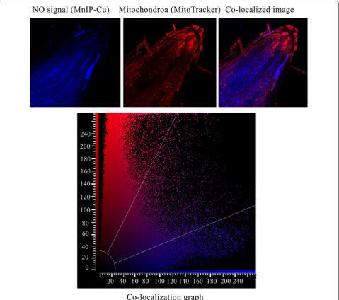 Fig. 3 Co-localization of NO and mitochondria in 2 day old, dark-grown sunflower seedling roots