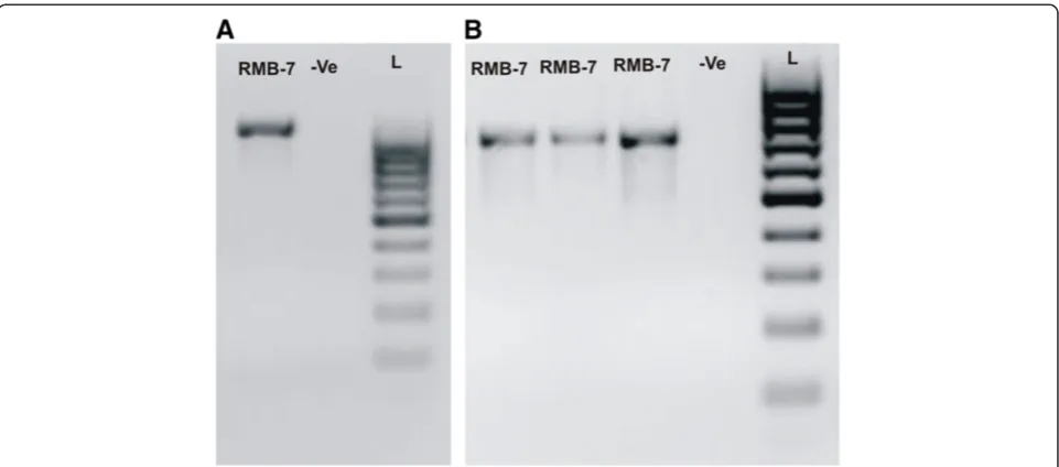 Figure 10 Amplification of (A) ituD and (B) sfp genes, of Bacillus sp. strain RMB7.-ve represents blank and L represents 1 KB ladder.