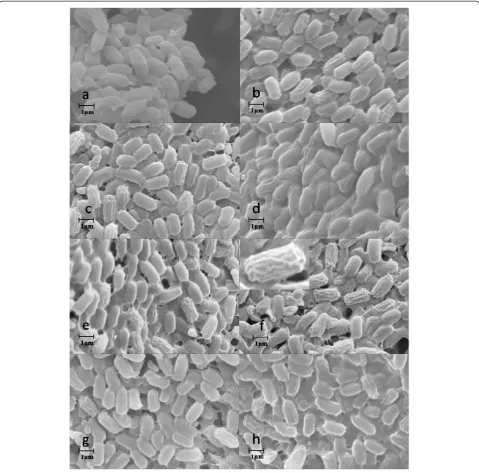 Figure 3 SEM analysis of cell morphology of P. fluorescens incubated in different IL-containing non-aqueous media (a: PBS buffer,b: [EMI][BF4]/THF, c: [BMI][BF4]/THF, d: [HMI][BF4]/THF, e: [OMI][BF4]/THF, f: [BMI][PF6]/THF, g: [BMI][Br]/THF, h: [BMI][Cl]/THF).