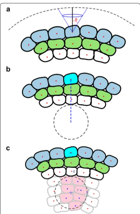 Fig. 2 a Schematic illustrating the use of cones to define cell axes relative the surface of the SAM