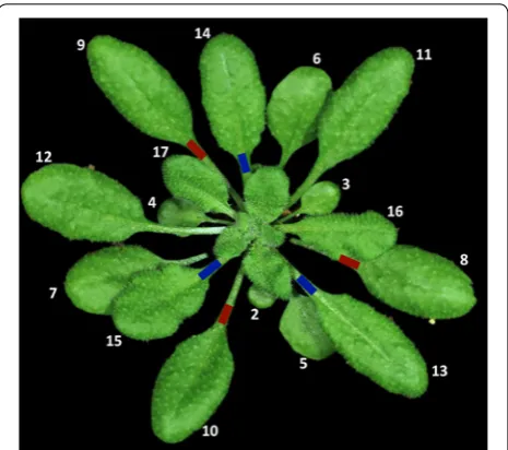 Fig. 1 Typical leaf distribution on a 5 week‑old Arabidopsis plant. The leaves marked in red are used for primary inoculation, while those marked in blue are used for secondary inoculation