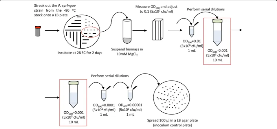 Fig. 2 Schematic representation of P. syringae inoculum preparation