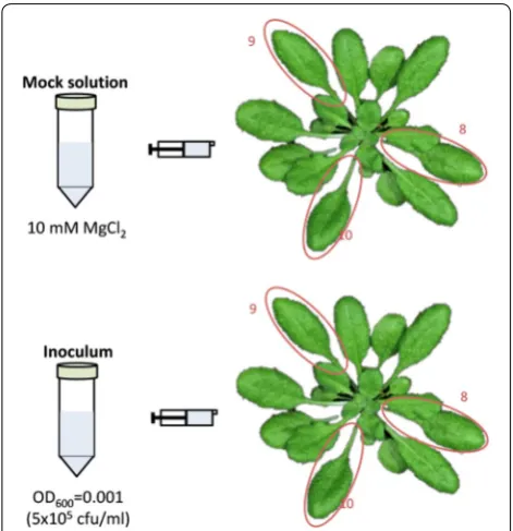Fig. 4 Schematic representation of the secondary inoculation process. A minimum of three plants must be inoculated per treatment