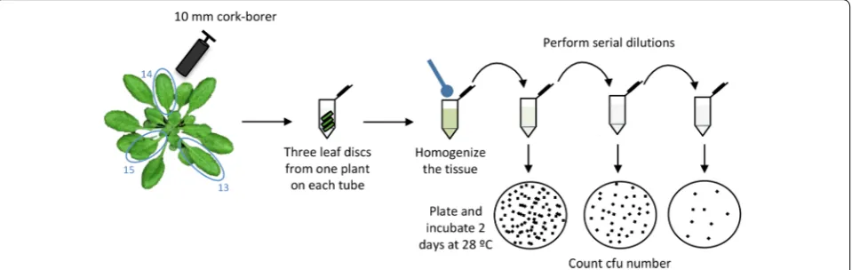 Fig. 5 Schematic representation of the bacterial recovery method 1
