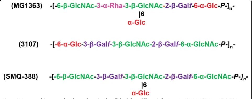 Figure 4 Structure of the sugar-phosphate polysaccharide pellicle of three different L
