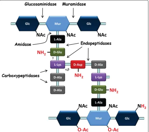 Figure 1 Schematic representation of the structure of peptidoglycan. This is the type of structure found in L