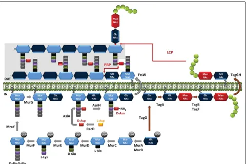 Figure 2 Schematic representation of the main steps of peptidoglycan and wall teichoic acid biosynthesis