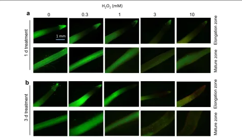 Fig. 2 Red fluorescence intensity (in arbitrary units) measured from roots of Naso Nijo upon exposure to various  H2O2 concentrations for either 1 day (a) or 3 days (b)