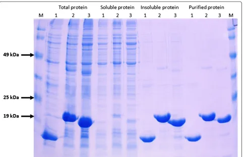 Figure 2 SDS-PAGE analysis of recombinant protein expression in E. coli BL21(DE3). SDS-PAGE 12.5% T, 3% C; Tris-Glycine buffer system.M: Molecular weight marker; 1: KSI (14.73 kDa); 2: KSI-p53pAnt (19.09 kDa); 3: KSI-PNC27 (18.69 kDa).