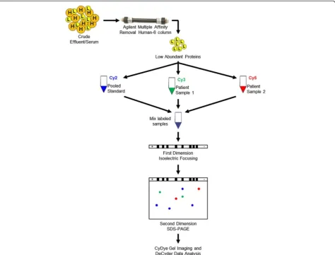 Figure 1 Experimental design. Crude effluent and serum were passed through a multiple affinity removal human top-6 column for highabundant protein removal