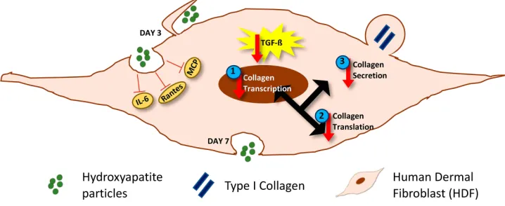 Figure 5 Schematic representation of the effects of HA particles on HDFs. HA particles are readily internalized by primary HDFs by endocytosis