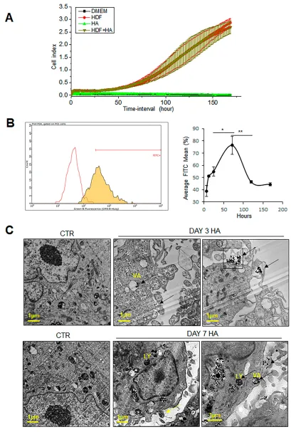 Figure 1 Uptake and viability of hydroxyapatite particles by HDFs. Primary HDFs were exposed to HA particles at the administered dose of 300proliferation