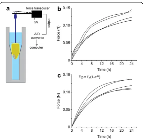 Fig. 1 High resolution measurement of kernel swelling during imbibition with an electronic force transducer