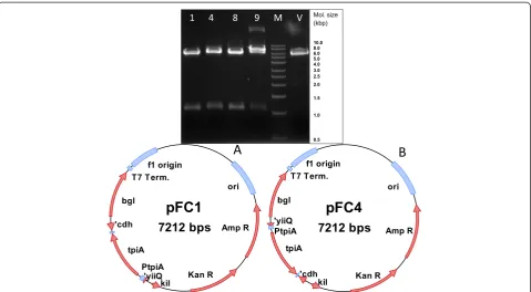 Figure 4 Batch cultivation of E. coli strain JW3890-2-pFC1. TheKeio ΔtpiA knockout strain JW3890-2 complemented with theconstruct pFC1 was grown in SGA medium in a 2 L in-house fermenterwith 1 L working volume at 30°C without the use of antibiotics.