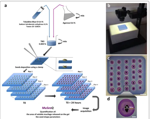 Fig. 1 MuSeeQ procedure. a Three steps are required: Step 1. The biochemical assay for staining of the agarose gel and for the deposition of seeds