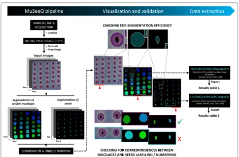 Fig. 2 MuSeeQ’s second step: the image analysis process. On the left panel is presented an overview of the MuSeeQ’s workflow