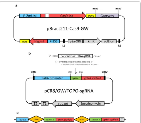 Fig. 1 Schematic description of RNA‑guided Cas9 constructs designed for genome editing