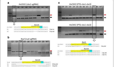 Fig. 2 PCR/RE screening of  T0 plants transformed with Cas9:sgRNA constructs for simplex editing of HvCKX1 (a), Nud (b), and the PTG construct for multiplex editing of the HvCKX1 and HvCKX3 genes (c)