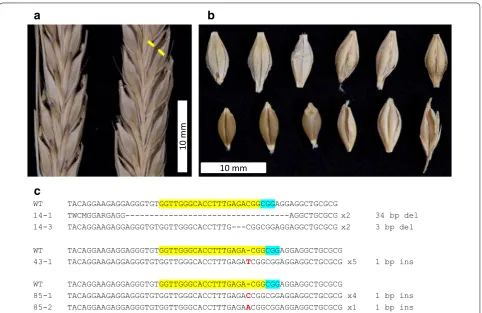 Fig. 4 Phenotype changes generated by knock‑out mutations of the Nud gene in barley. a Mature spikes of wild‑type control (left) and nud mutant (right) plants; yellow arrowheads indicate opened hulls surrounding a naked caryopsis (all grains in the spike a