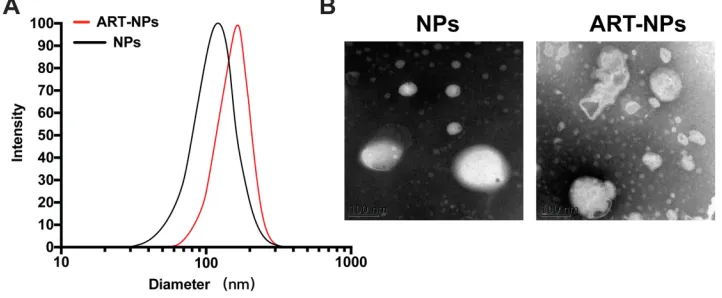 Figure 1 The particle size and TEM photographs of the mPEG-PCL-ART-NPs. (A) The diameter of nanoparticles via DLS and (B) TEM photographs of the nanoparticles.