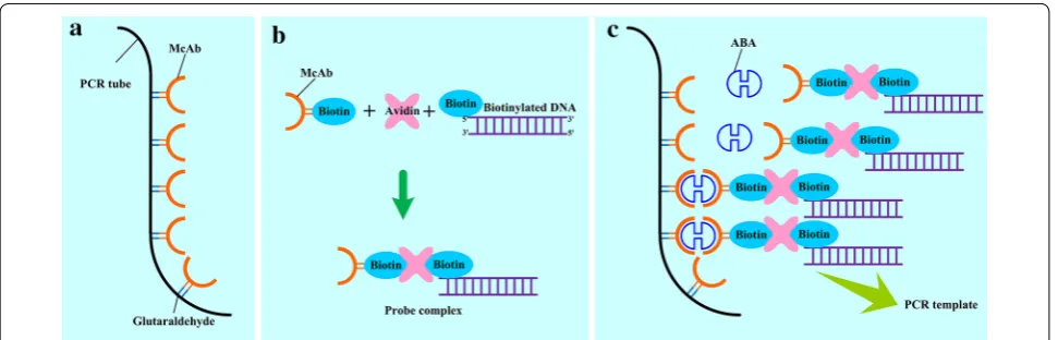 Fig. 1 Operational scheme of qIPCR. a McAb is more efficiently coated on the inner surface of PCR tube after pretreating with glutaraldehyde; b probe complex is prepared in advance through linkage of streptavidin, biotin-McAb and biotin-DNA