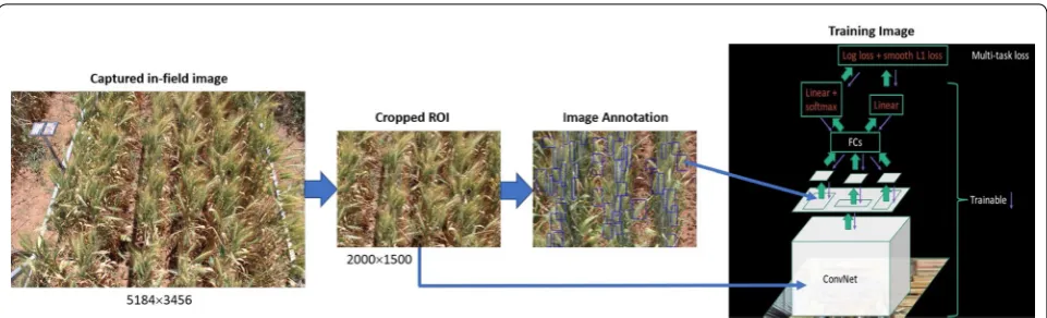 Fig. 3 Steps for training the model. Images are acquired in the field before being automatically cropped to a region of interest