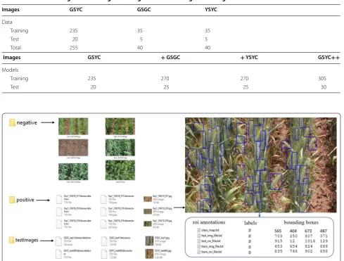 Table 1 Number of images from each growth stage used for training and testing