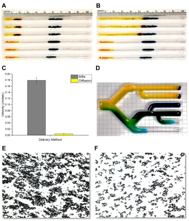 Figure 5 (A and B) A comparison of dye diffusion versus magnetically enhanced dye delivery, as demonstrated in the MIRT tray