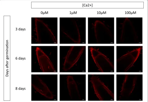 Fig. 1 Effect of the  Ca0–100 μM  CaClsame device settings (Wavelength: 1097 nm, Laser Power laser: 50, gain: 600, image resolution 1024 2+ concentration and the stage of development on the fluorescence of propidium iodide