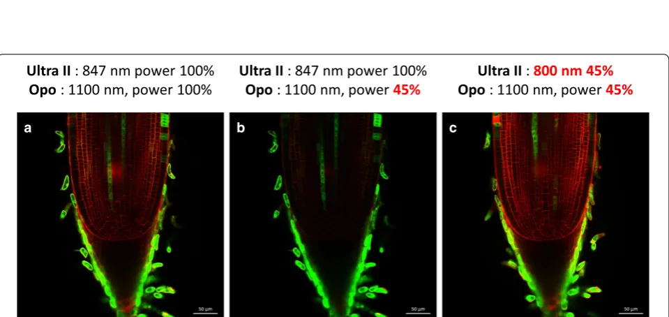 Fig. 2 3D reconstruction of a 166 μm stack of an Oryza sativa cv Nipponbare rice root tip