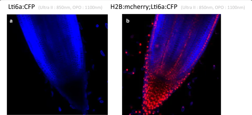Fig. 4 Root tip median views of transgenic lines expressing CFP (a) and CFP plus mCherry (b)