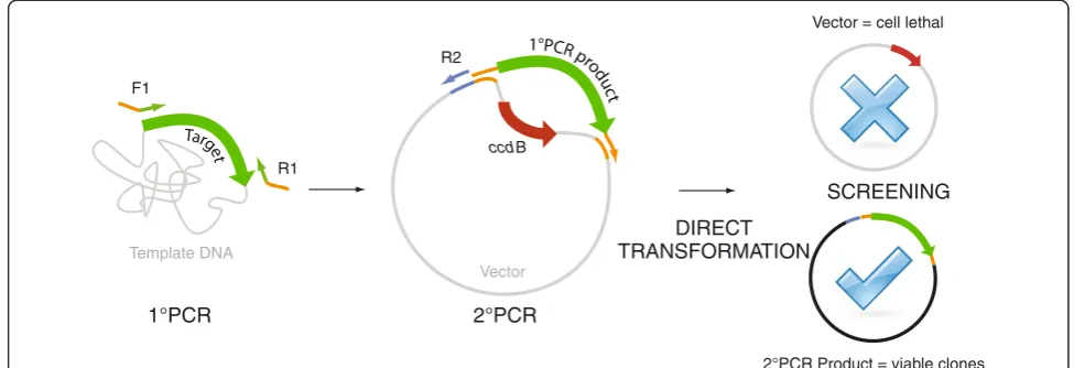 Figure 1 Principle of ccdB-gene replacement strategy. The schematic representation of the ccdB-gene replacement strategy follows threesimple steps, two PCR reactions and a direct transformation of the second PCR product