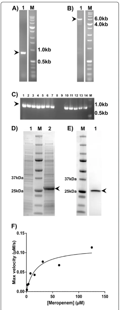 Figure 2 ccdresults from colony PCR analysis of clones 1screened inserts is 948 bp, and arrow indicates the position of productsmatching the expected size.recombinant OXA-48